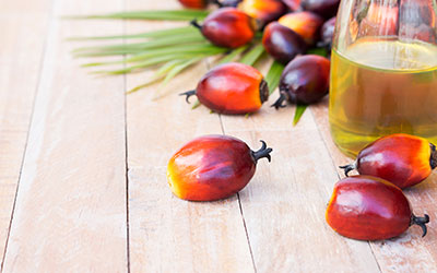 Palm fruit — source of sustainable palm oil