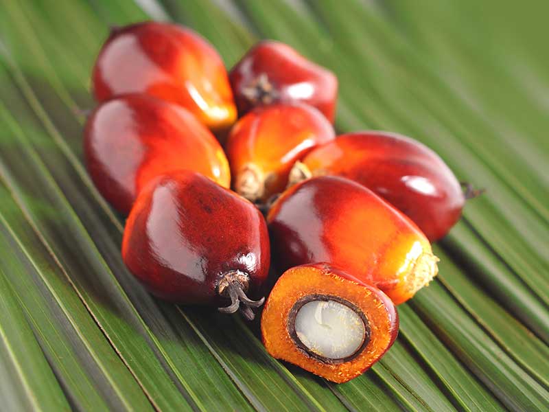 Fresh palm fruit