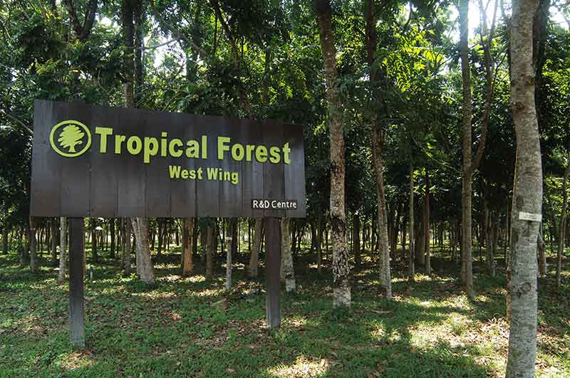 Fresh sustainable palm fruit — RSPO certified
