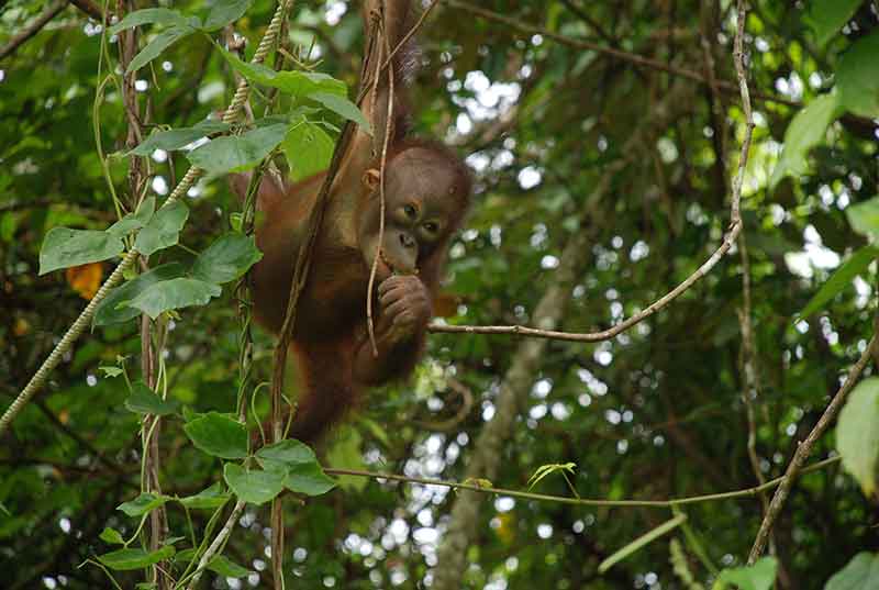 Why RSPO certified palm oil matters